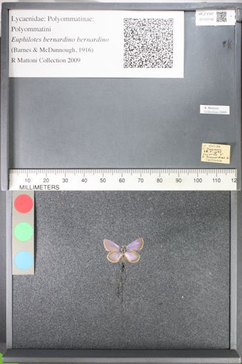 Media type: image;   Entomology 103192